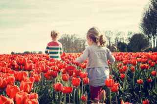 A young boy and girl in a field to tulips... 
